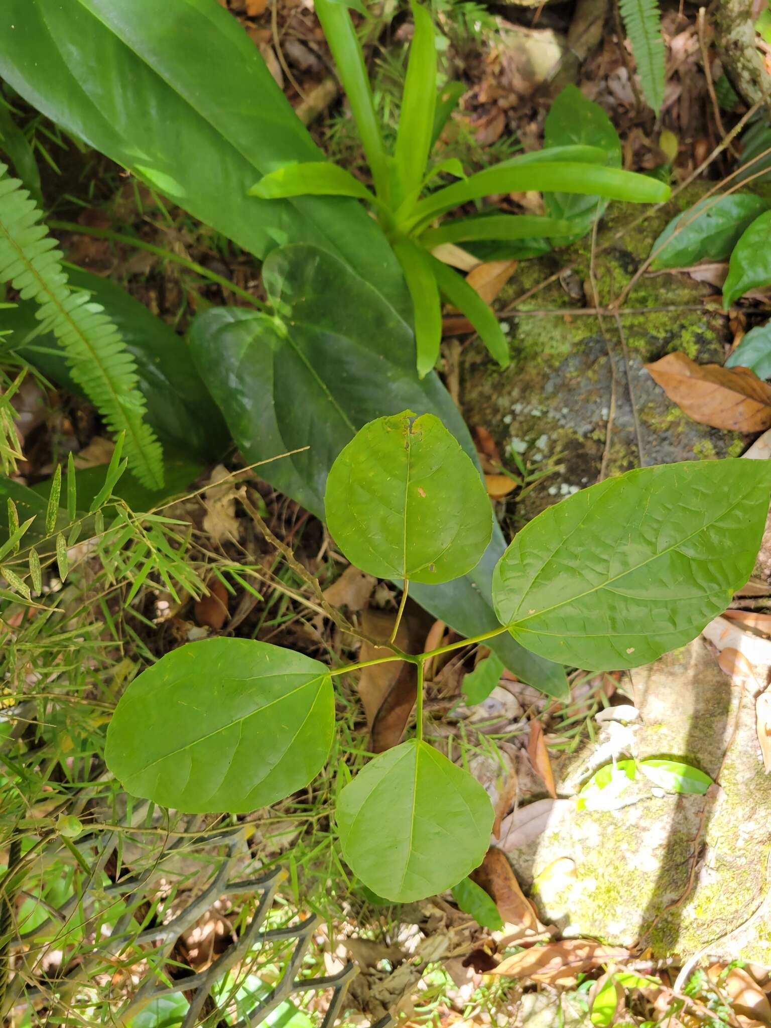 Image de Alchornea latifolia Sw.