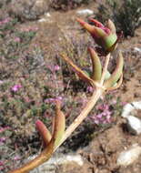 Image of Mesembryanthemum trichotomum Thunb.