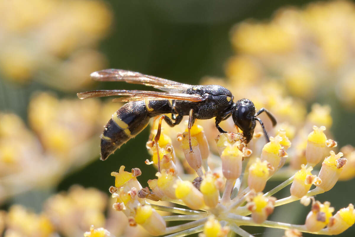 Image of Symmorphus bifasciatus (Linnaeus 1761)