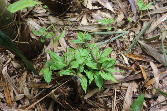 Image de Crepidium matsudae (Yamam.) Szlach.