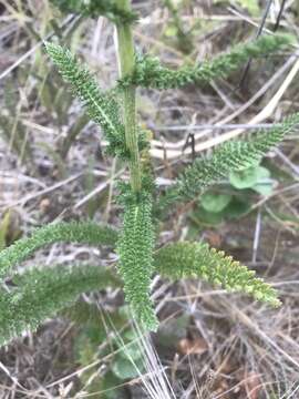 Image of common yarrow