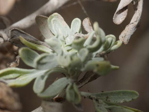 Image of Artemisia thuscula Cav.