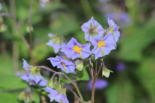 Image of Solanum montanum L.