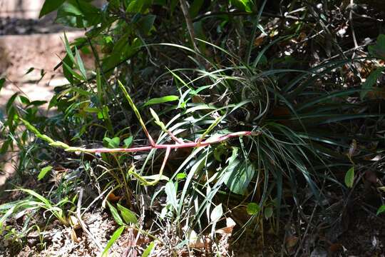 Imagem de Tillandsia elusiva Pinzón, I. Ramírez & Carnevali