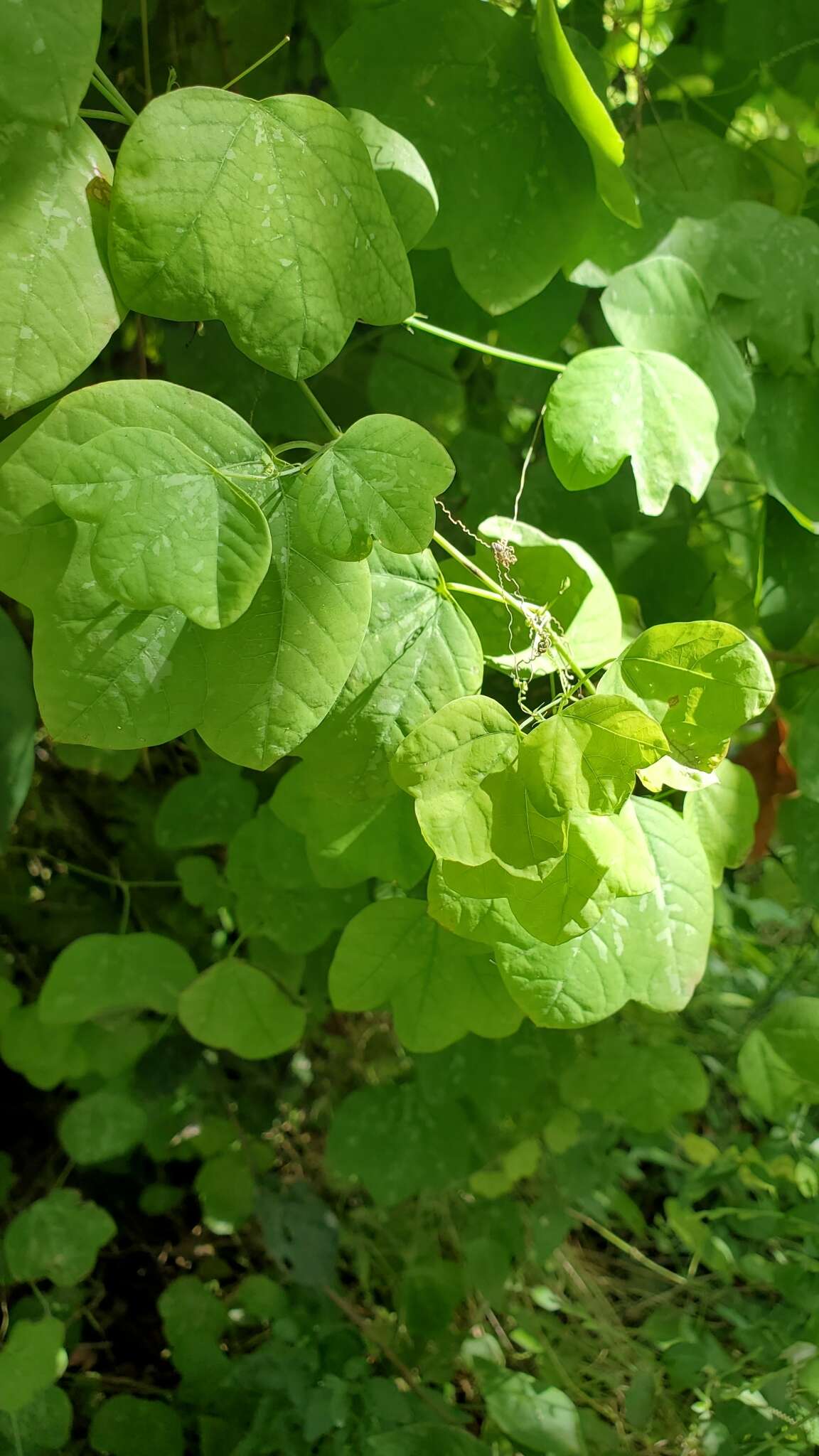 Image of slender passionflower