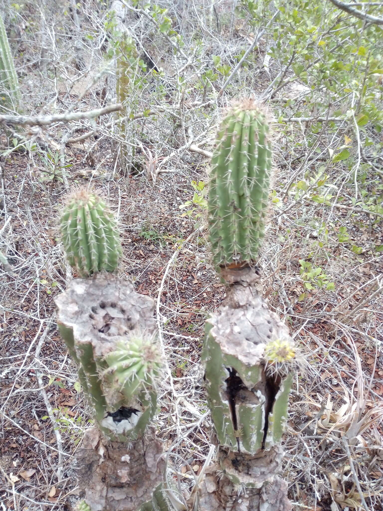 Image of Cephalocereus nudus