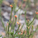 Image of Dillwynia stipulifera Blakeley