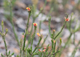 Image of Dillwynia stipulifera Blakeley