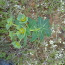 Image of Euphorbia isatidifolia Lam.