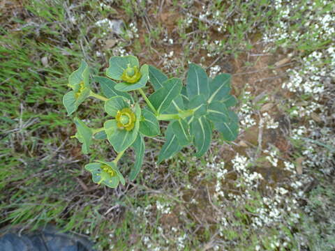 Слика од Euphorbia isatidifolia Lam.