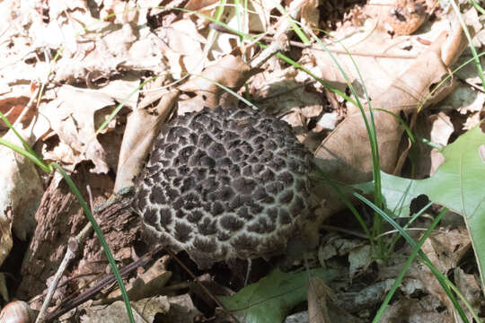 Image of Strobilomyces confusus Singer 1945