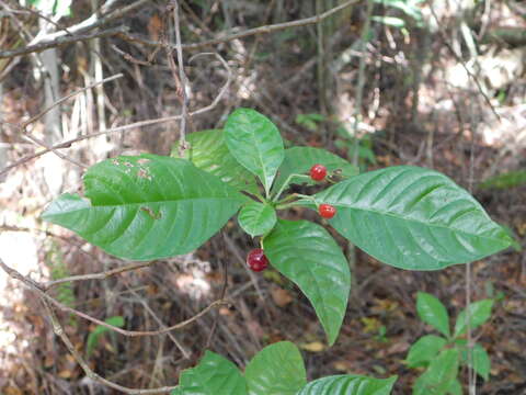 Imagem de Psychotria nervosa Sw.