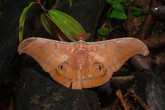 Antheraea helferi Moore 1858 resmi