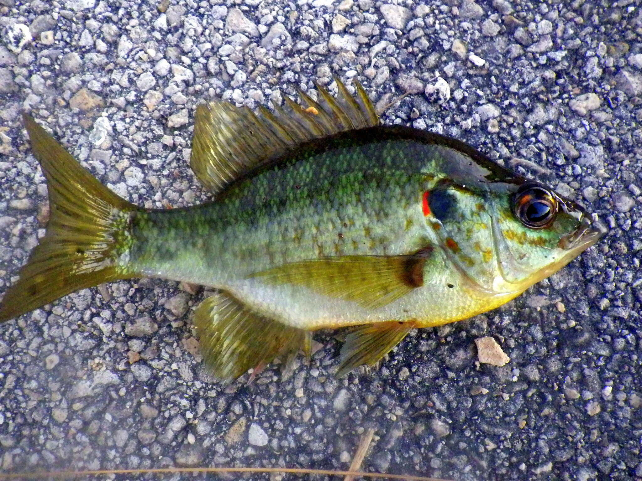 Sivun Lepomis microlophus (Günther 1859) kuva