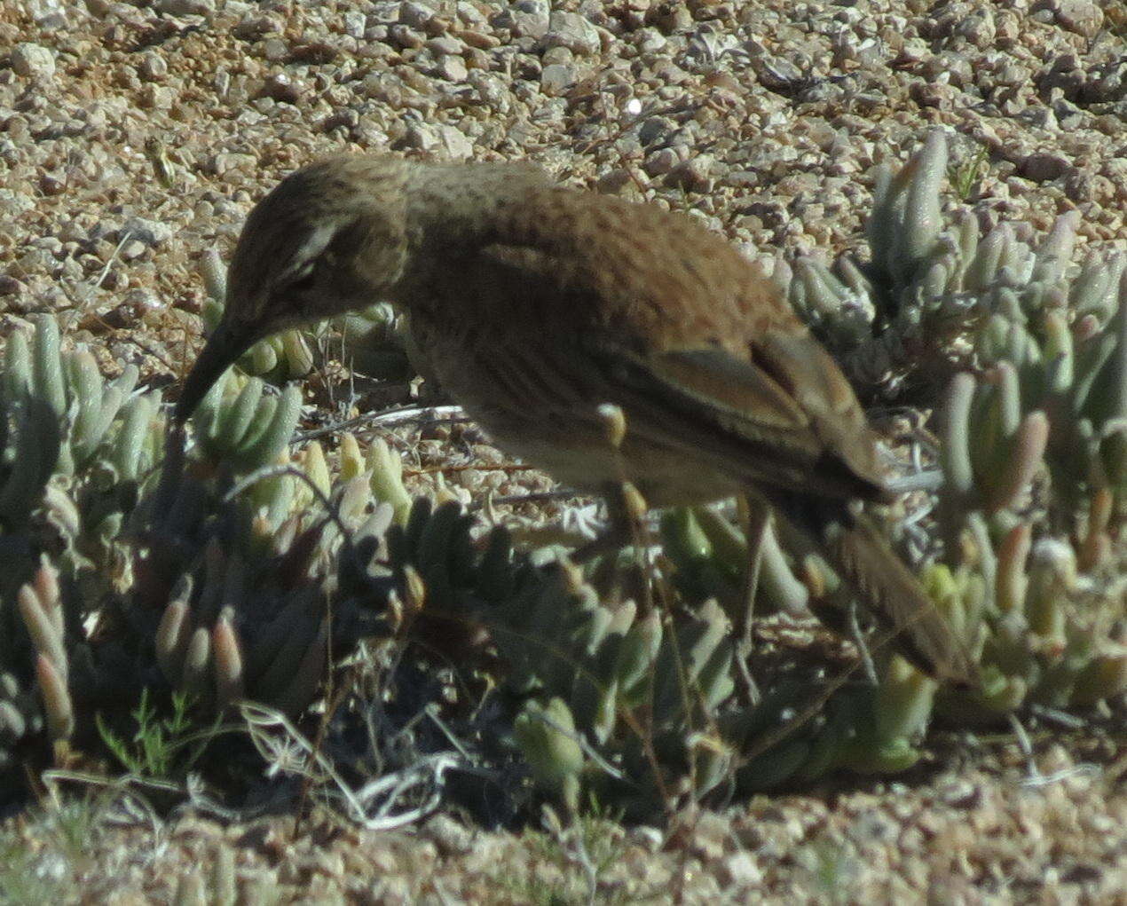 Image of Certhilauda subcoronata bradshawi (Sharpe 1904)