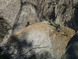 Image of Granite Spiny Lizard