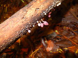 Image of Coprinopsis clastophylla (Maniotis) Redhead, Vilgalys & Moncalvo 2001