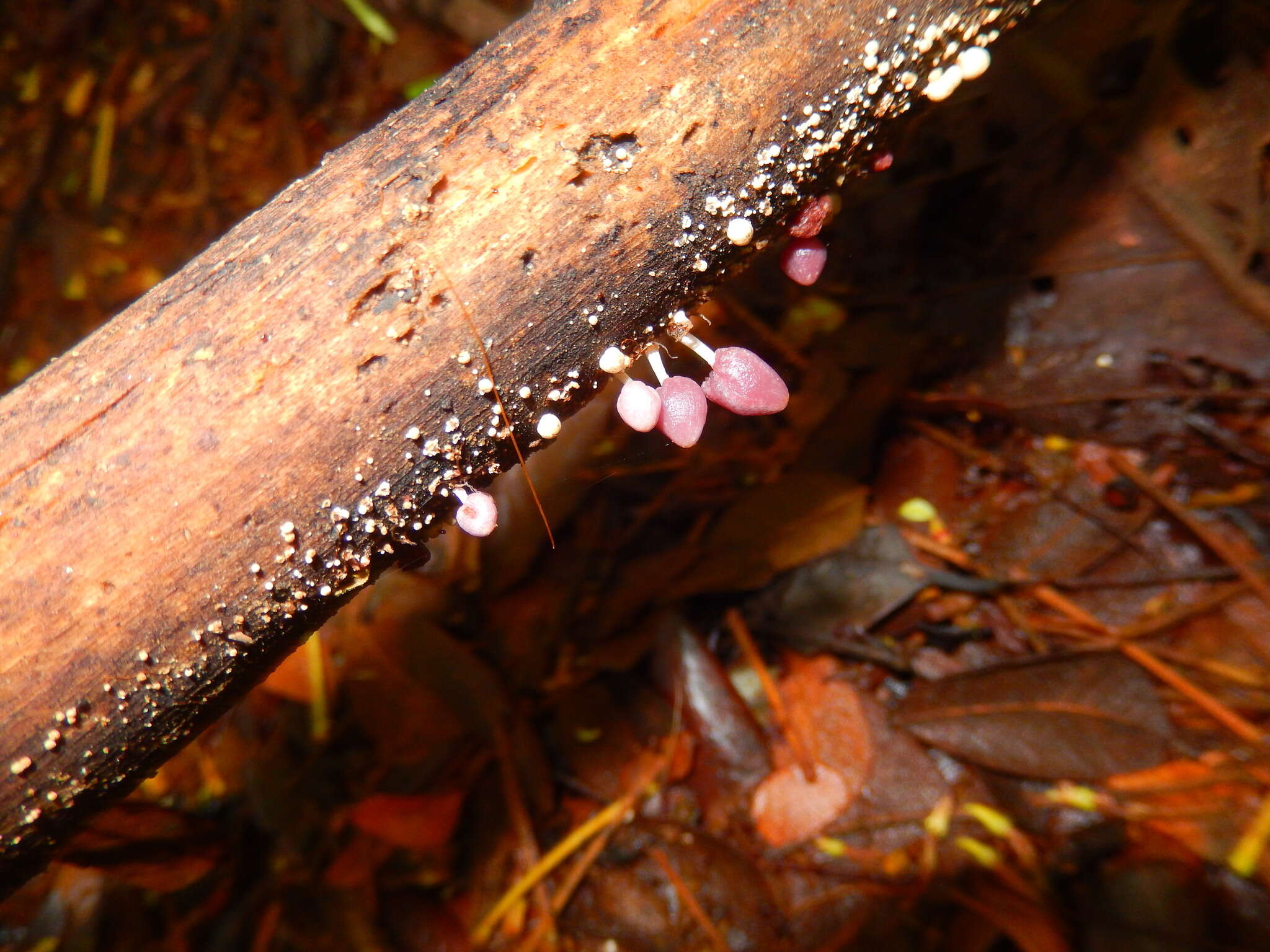 Image of Coprinopsis clastophylla (Maniotis) Redhead, Vilgalys & Moncalvo 2001