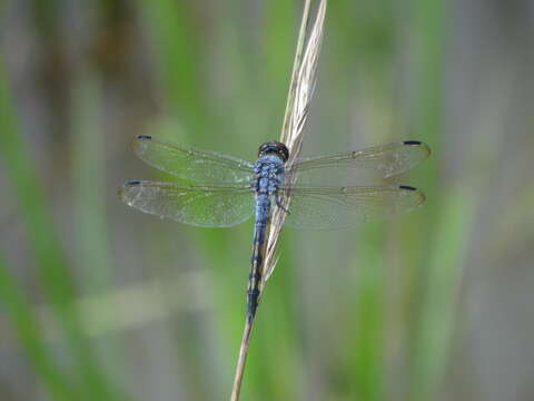 Image of Blue Chaser