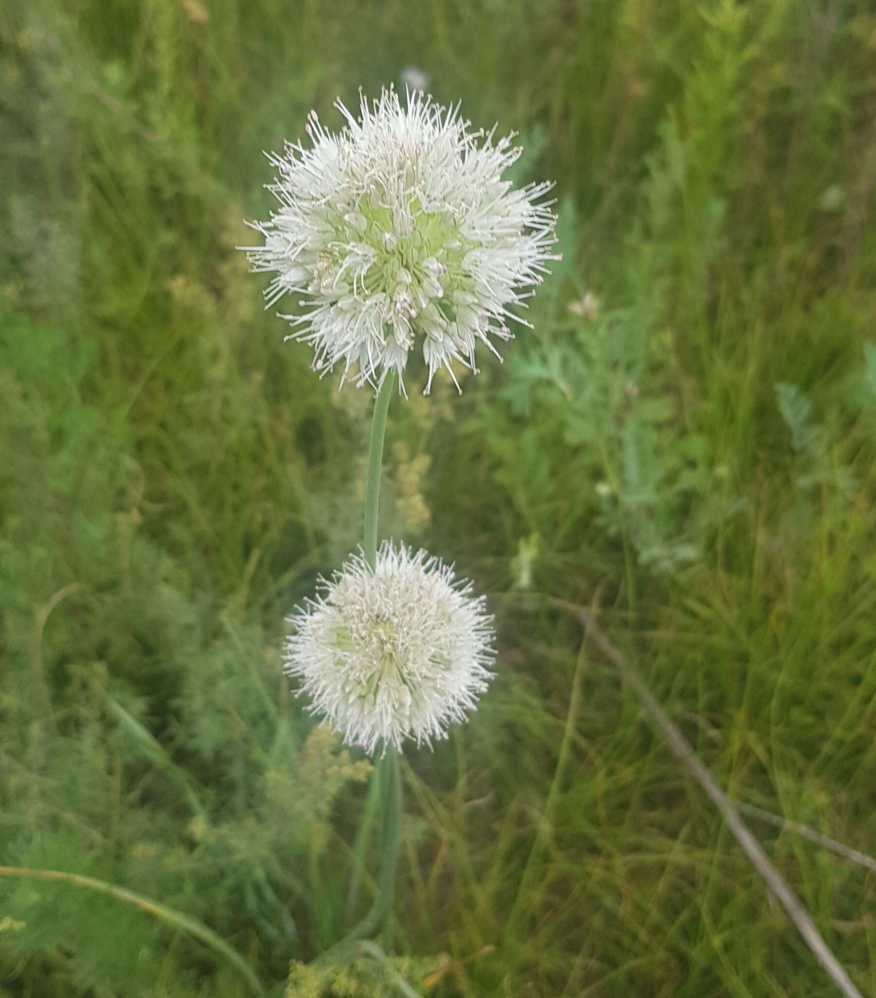 Image of Allium leucocephalum Turcz. ex Ledeb.