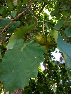 Imagem de Corylus colurna L.