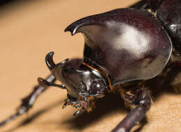 Image of Xylotrupes sumatrensis tanahmelayu Rowland 2006