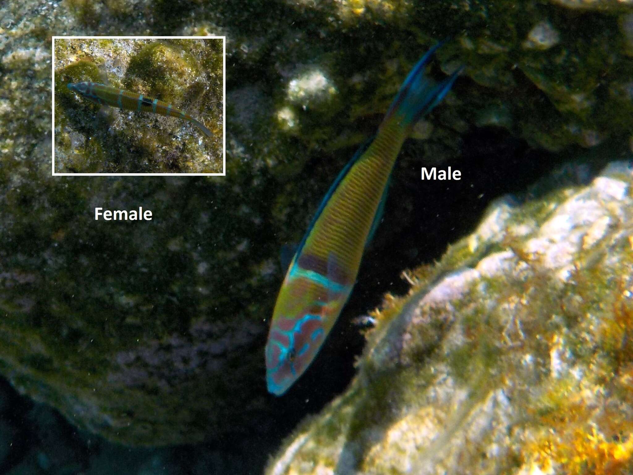 Sivun Thalassoma pavo (Linnaeus 1758) kuva