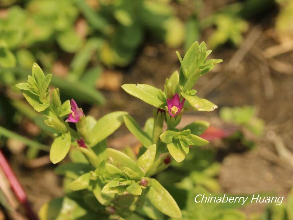 Image of Schenkia japonica (Maxim.) G. Mansion