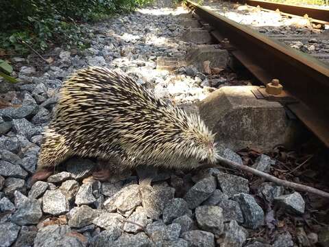 Image of Brazilian Porcupine