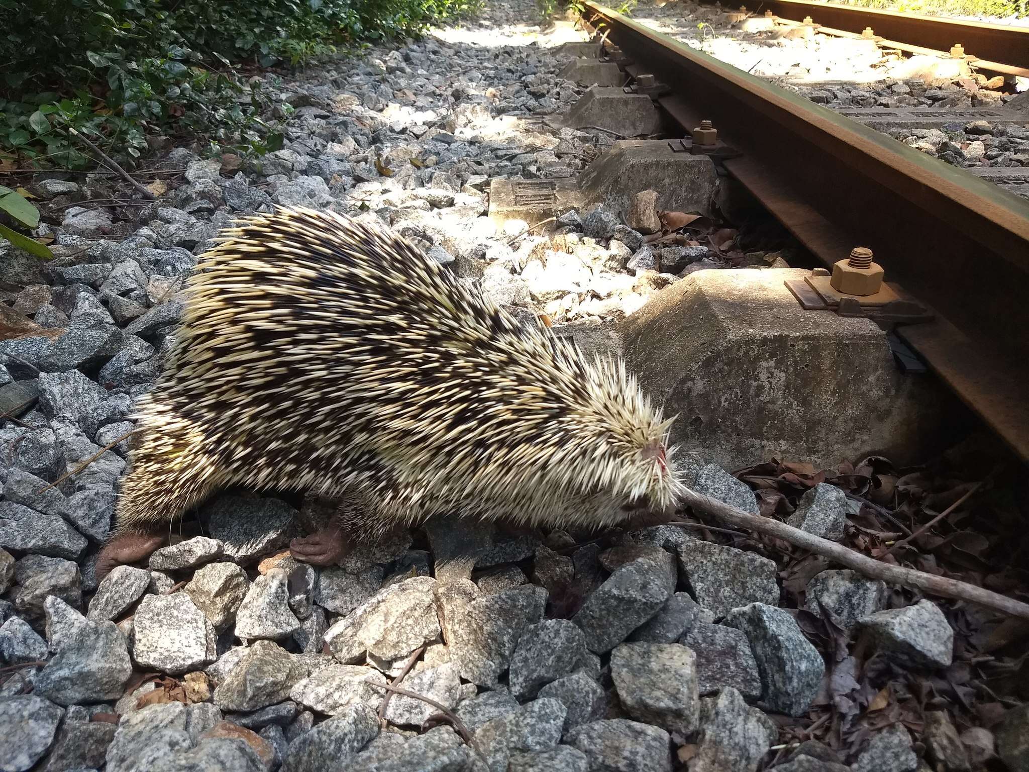 Coendou prehensilis (Linnaeus 1758) resmi