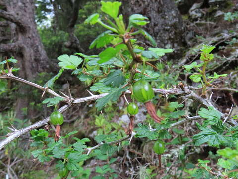 Image of Ribes formosanum Hayata