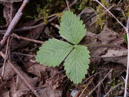 Image of Fragaria vesca subsp. bracteata (A. Heller) Staudt