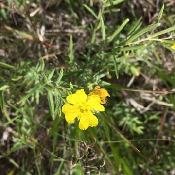 Image of Oenothera serrulata Nutt.