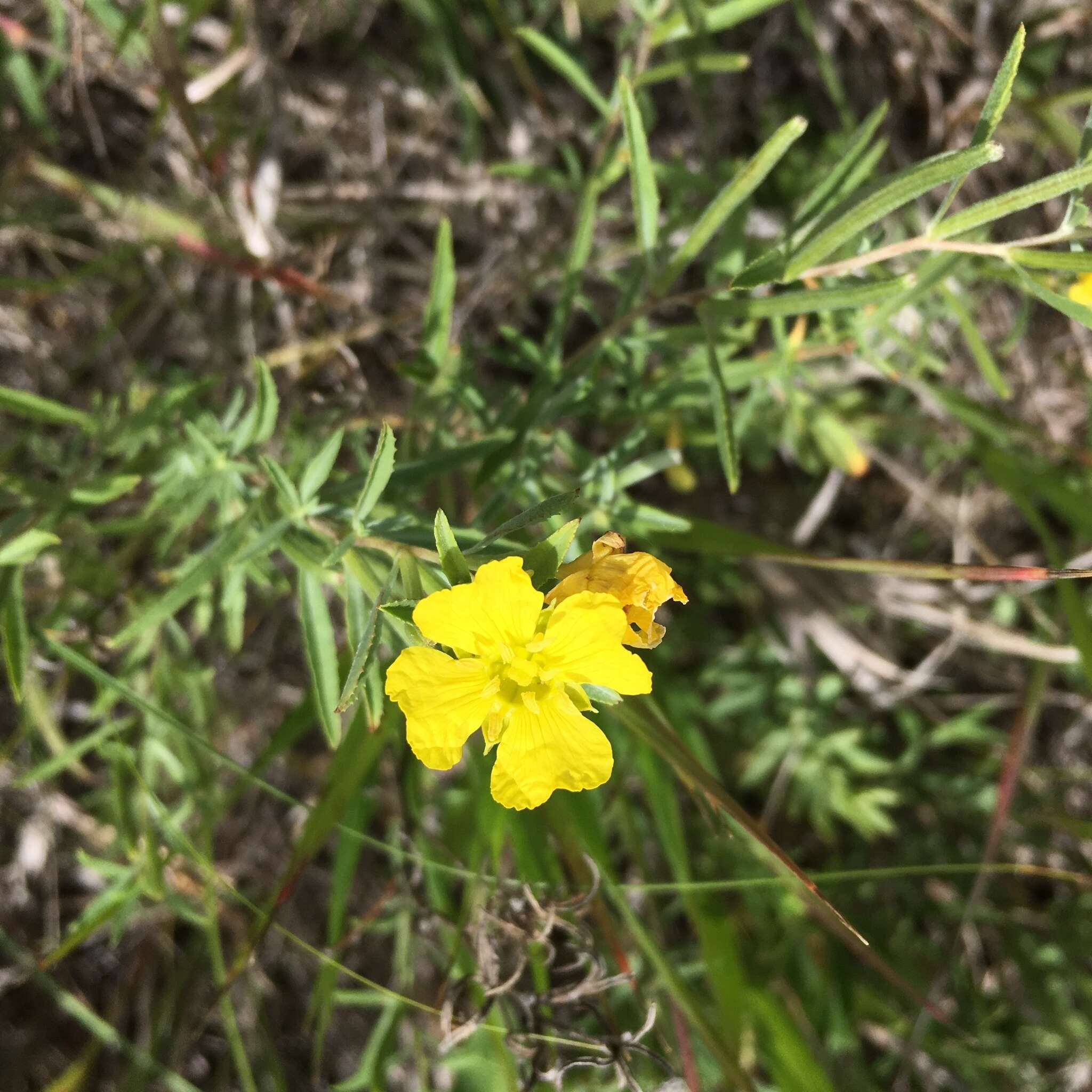 Oenothera serrulata Nutt. resmi