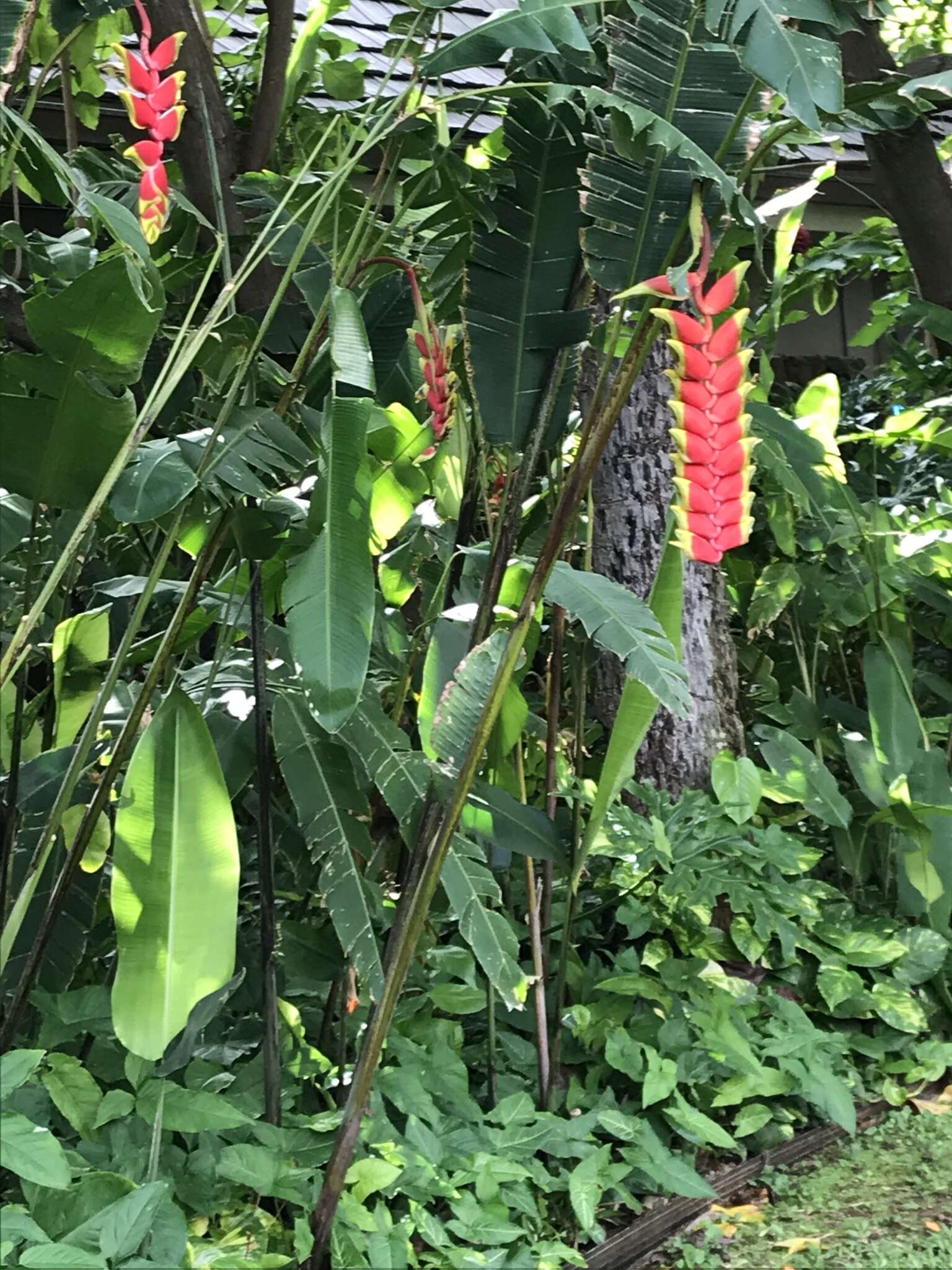 Image of false bird of paradise