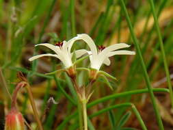 Image of Pelargonium elongatum (Cav.) Steud.