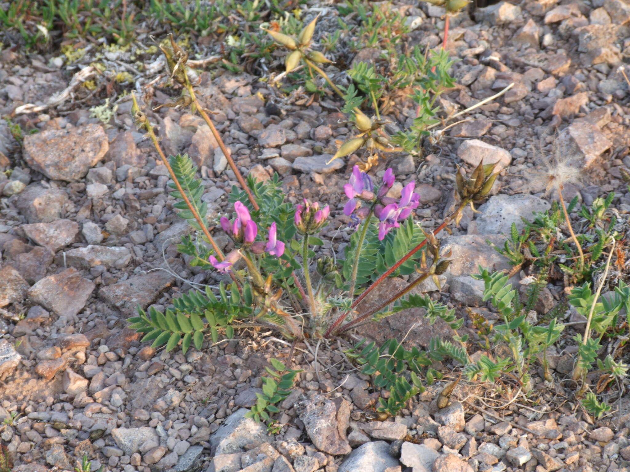 Image of Oxytropis arctica subsp. taimyrensis