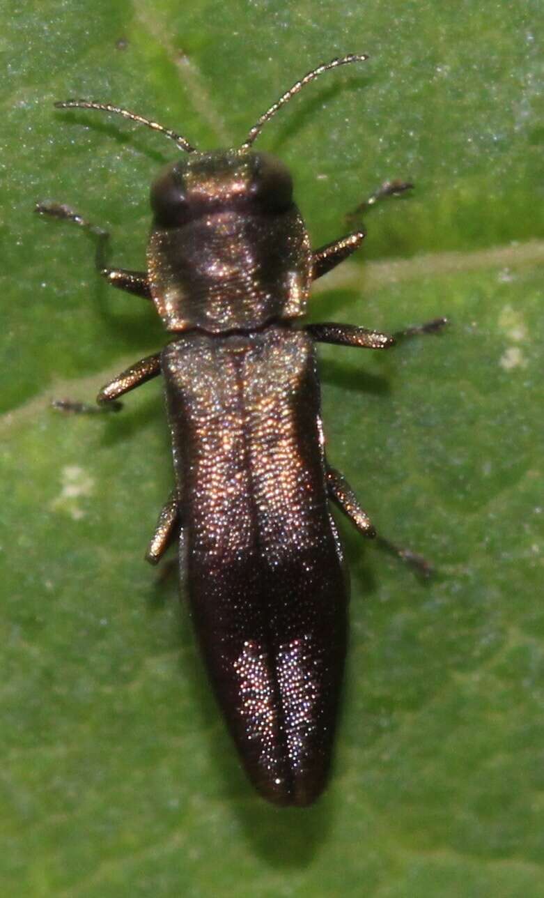 Слика од Agrilus derasofasciatus Lacordaire ex Boisduval & Lacordaire 1835