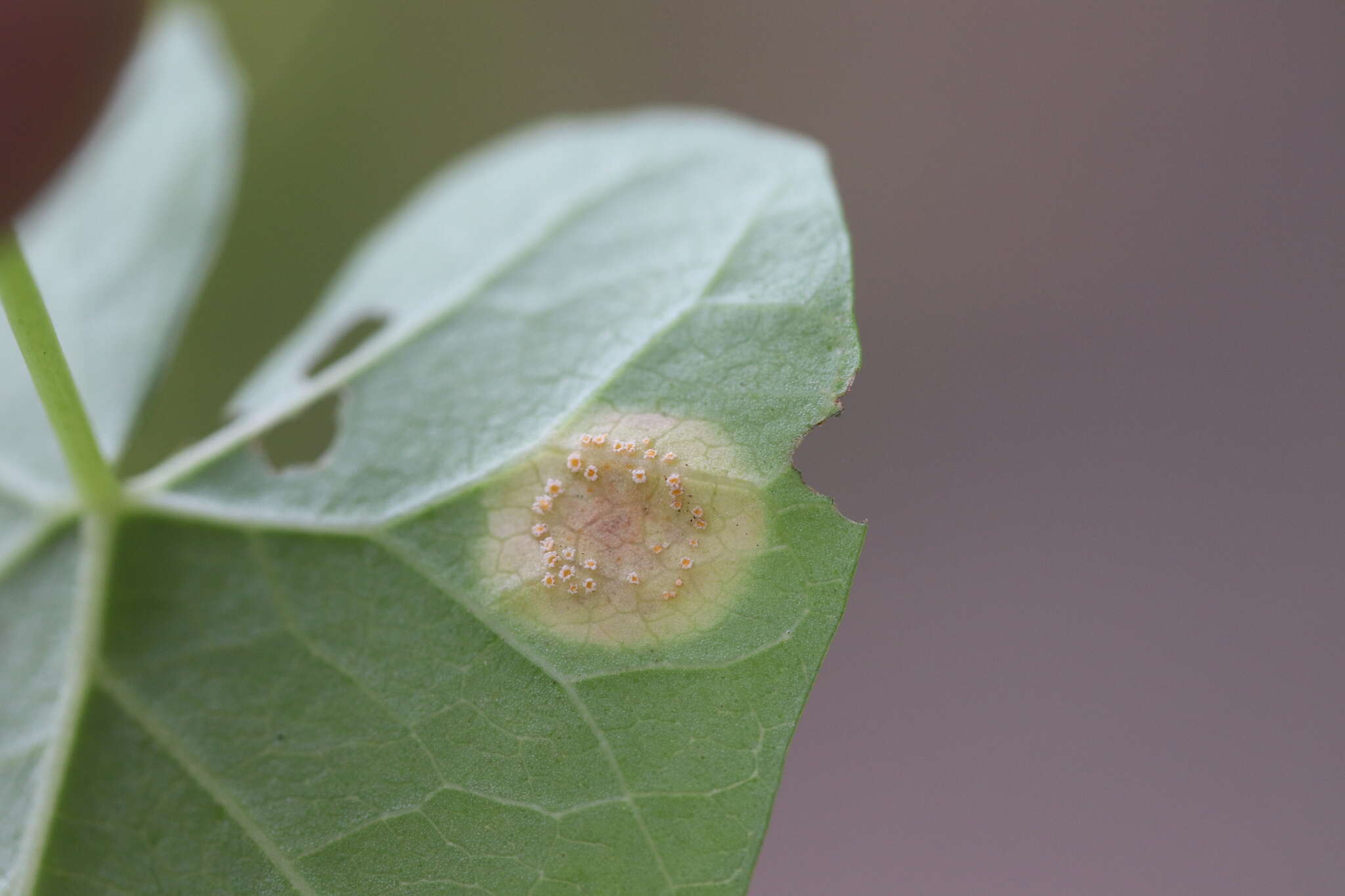 Image de Puccinia convolvuli (Pers.) Castagne 1842