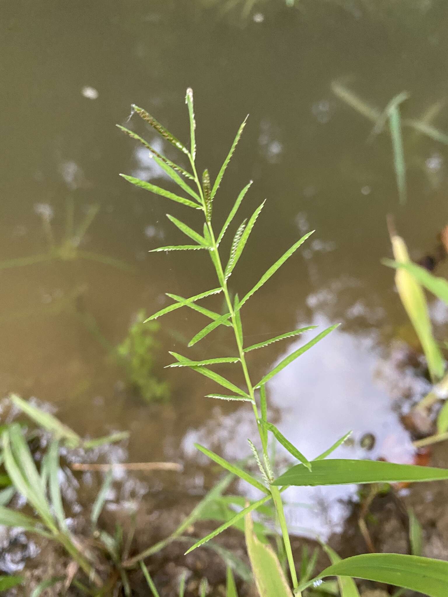 Image of Horse-Tail Crown Grass