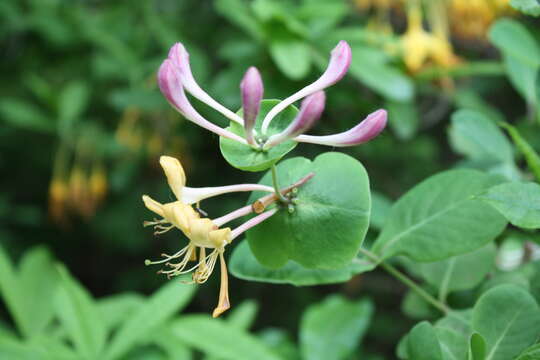 Image of Italian Honeysuckle