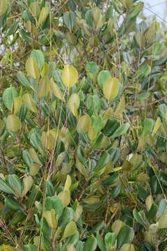 Image of Magnolia pallescens Urb. & Ekman