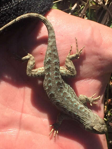 Image of Sceloporus occidentalis occidentalis Baird & Girard 1852