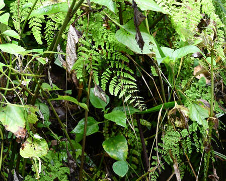 Image of Adiantum henslovianum Hook. fil.