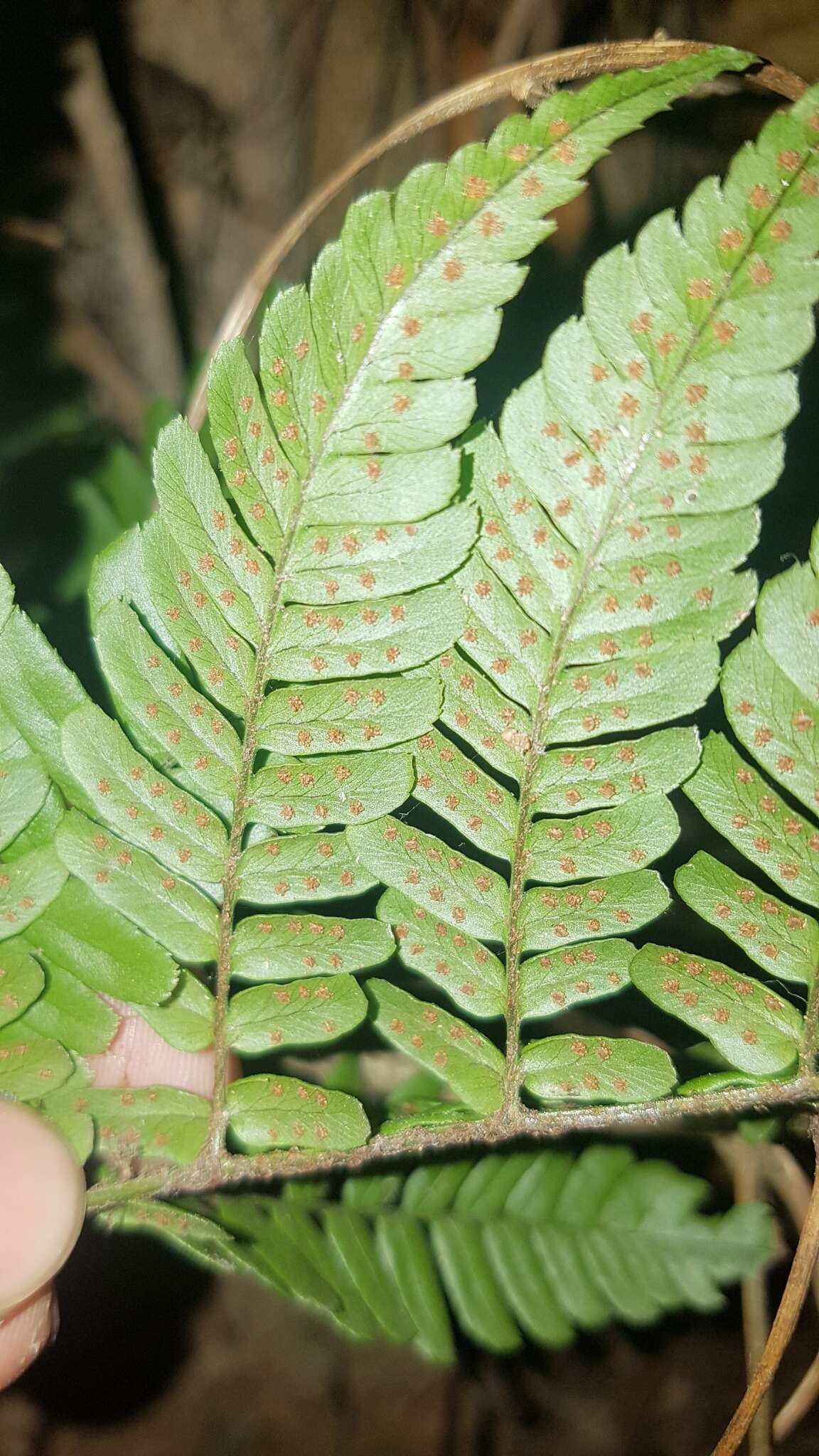 Plancia ëd Dryopteris fuscipes C. Chr.