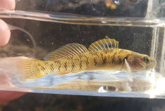 Plancia ëd Etheostoma smithi Page & Braasch 1976