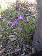 Imagem de Caladenia major (R. Br.) Rchb. fil.