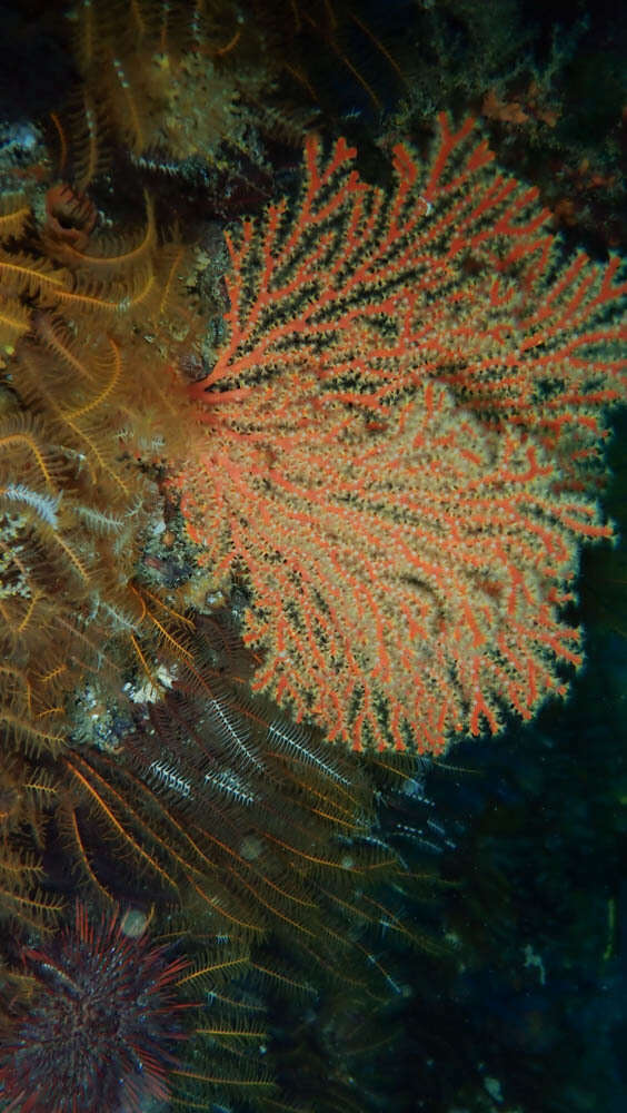 Image of Multicoloured sea fan