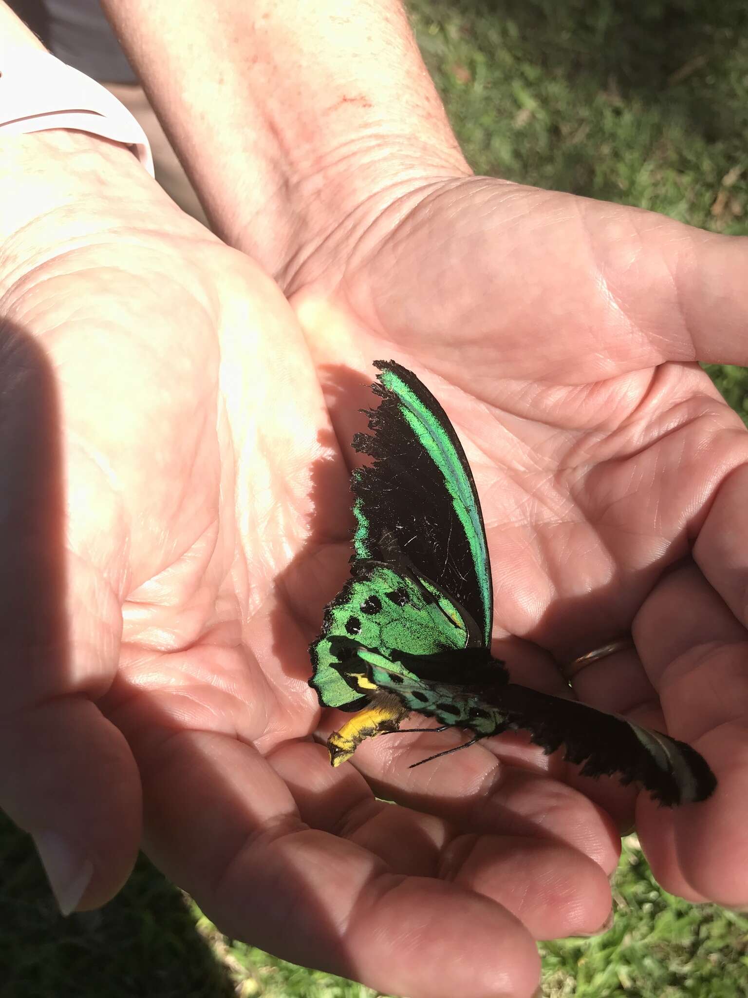 Слика од Ornithoptera richmondia (Gray (1853))