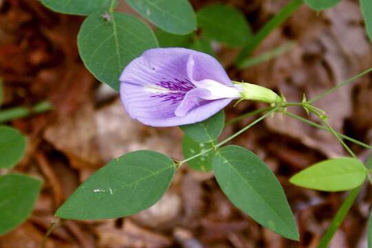 Clitoria mariana L. resmi